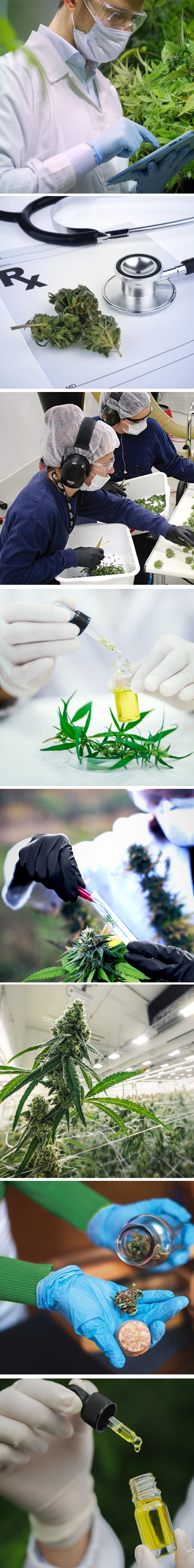 PPE for Cannabis Growers